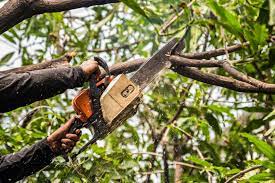 Tree lopping facts you should know